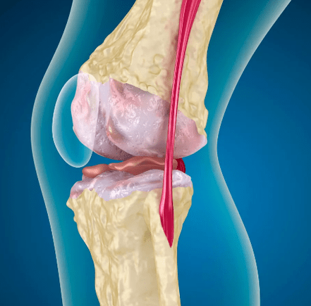 Articulation of the knee joint